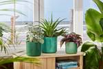 the ocean collection ronde 14cm vert pacifique
